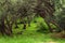 Olive trees