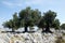 Olive trees