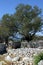 Olive trees