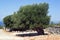 Olive trees