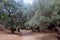 Olive trees Agia Irini Gorge Canyon, Crete, Greece