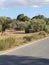 Olive trees at Agia Varvara Saint Barbara village in Cyprus Island