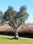 Olive trees on the banks of the Arade river in Silves