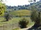 Olive trees with behind a characteristic landscape of Tuscany in Italy.