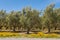 Olive trees and California golden poppies in bloom growing in olive orchard with blue sky