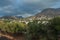 Olive trees evergreen orchard on Greek Kalymnos