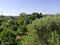 Olive trees farmland and sea