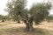 Olive trees field