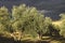 Olive trees field and dark stormy clouds