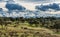 Olive trees in the fields of Extremadura near Trujillo and Plasencia, Spain