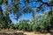 Olive trees in garden