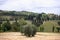 Olive trees and geometrically divided plots of plantations and fields, a rural road with cypress trees