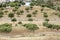 Olive trees on a greek island