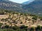 Olive Trees on Greek Mountain