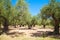 Olive trees with green fruits in Greek garden