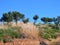 Olive Trees Growing on Rural Ridge, Greece