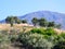 Olive Trees Growing on Rural Ridge, Greece