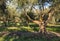 Olive trees with irrigation growing in olive orchard