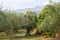 Olive trees landscape Kalamata, Greece