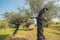 Olive trees and large earthen jar.
