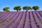 Olive trees and lavender fields in Summer on Valensole Plateau. Alpes-de-Haute-Provence, France