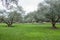 Olive trees and lawn in an exotic park