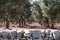 Olive trees in lines in an olive grove near Alberobello in Puglia, South Italy. Stone wall in foreground.