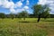 Olive trees on meadow in Majorca Spain