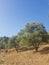 Olive Trees in a Mediterranean Landscape