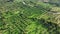 Olive trees in the middle of the green countryside