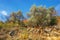 Olive trees on the mountainside among the stones. Montenegro