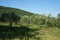 Olive trees near Isernia, Molise, Italy