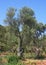 Olive trees near the Zanjice beach, Herceg Novi