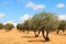 Olive trees plantation landscape