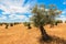 Olive trees plantation landscape