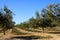 Olive trees plantation in Spain