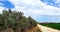 Olive trees plantations in Athienou village in Cyprus Island