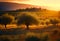 Olive trees plantations. Spain hills on sunset. Olives trees at Spain Farm field. Olives harvest in Tuscany.