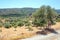 Olive trees on Pythagoreion on Samos.