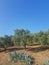 Olive Trees in a Rural Landscape