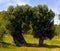 Olive trees secular in the countryside of Apulia