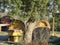 Olive trees shading cattle trough and barbeue