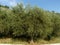 Olive trees, South Italy.