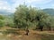 Olive trees, South Italy.