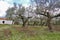 Olive trees in spring, in the outer Mani, Taygetos mountain range.  Peloponnese, Greece.