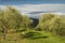 Olive trees during spring season in Tuscany and blue cludy sky. Italy