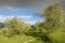 Olive trees during spring season in Tuscany and blue cludy sky. Italy