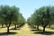 Olive trees in Tuscany countryside, Toscana, Italy