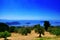 Olive trees view with seaside and ocean and sky on horizont, Skiathos landscape