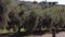 Olive trees and a vineyard on a hillside in Tuscany